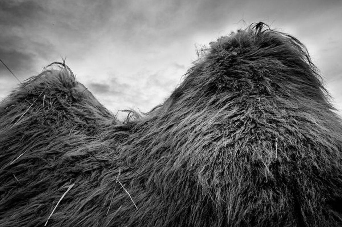 TERRE NOIRE - Patrick Gilliéron Lopreno – Image 2